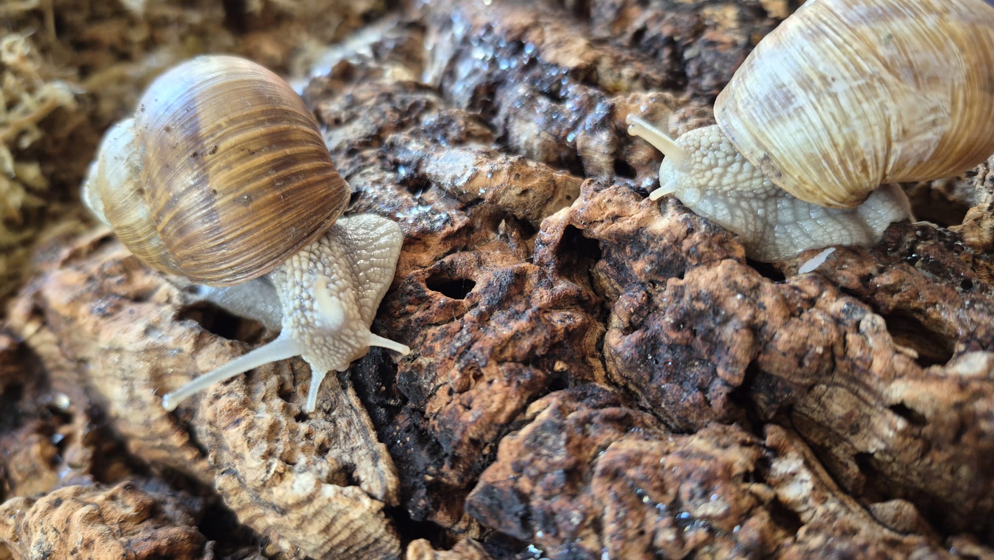 Foto einer Weinbergschnecke auf der Kita-Webseite